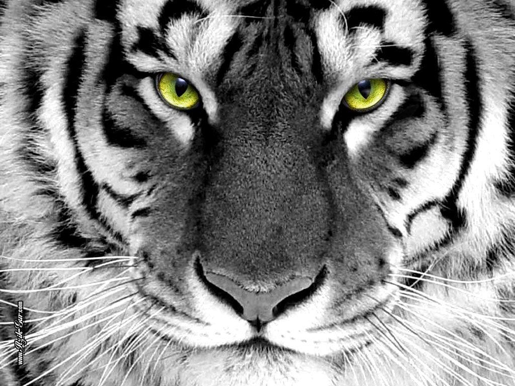 Гороскоп на 2010 рік - рік Білого Тигра